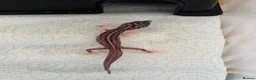 Leopard Gecko reptiles for sale: Baby leopard geckos  - Advert 1