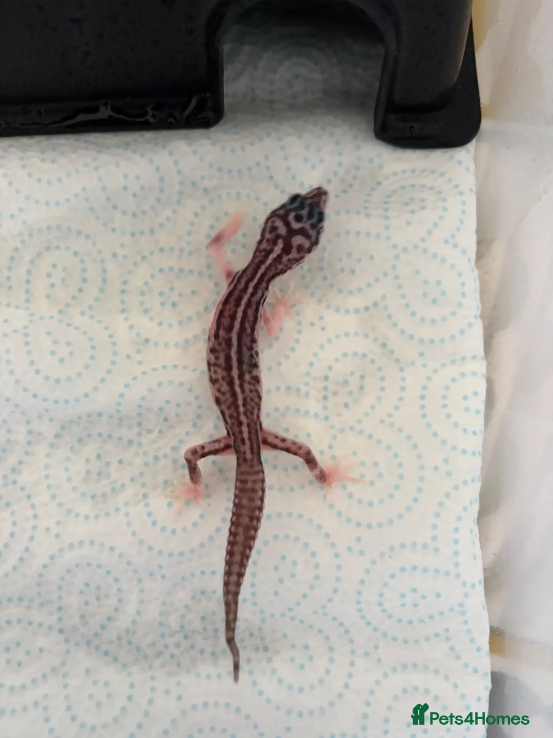 Leopard Gecko reptiles for sale: Baby leopard geckos  - Advert 1