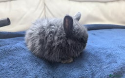 Mini Lop rabbits for sale: Beautiful mini lops for sale - Image 6