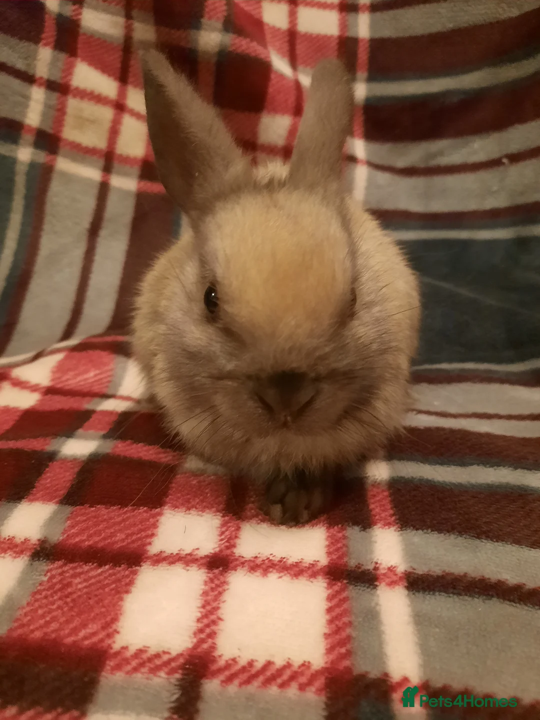 Netherland Dwarf rabbits for sale: One Litter Of Netherland Dwarf Babies - Advert 1