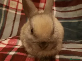 Netherland Dwarf rabbits Three Litters Of Netherland Dwarf Babies - Advert 16