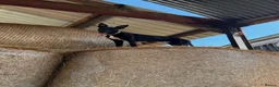 Whippet dogs for stud: Jett Black - Advert 7