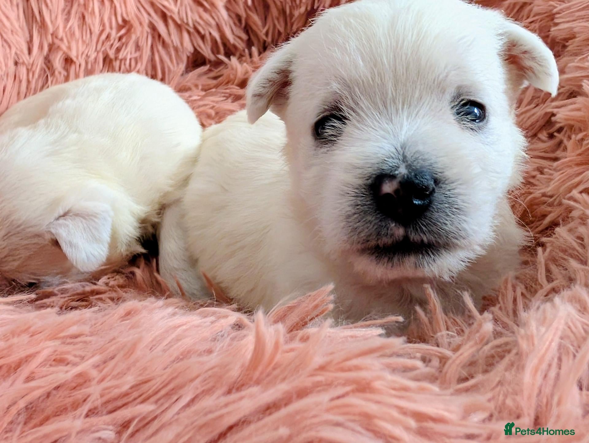West Highland Terrier dogs Lovely KC register puppies  - Advert 13