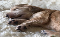 Cocker Spaniel dogs for sale: Show Type Health Tested, KC Reg puppies  - Image 21