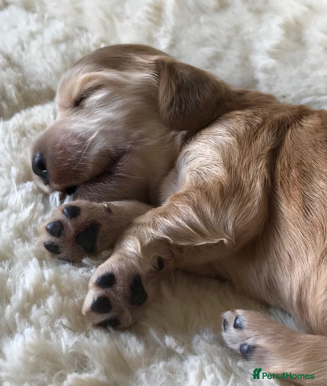 Cocker Spaniel dogs for sale: Show Type Health Tested, KC Reg puppies  - Image 21