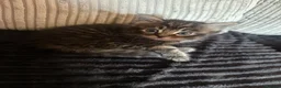 Maine Coon cats for sale: Maine coon x kittens  - Advert 7