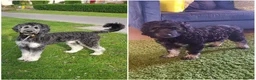 Bernedoodle dogs for sale: F2b midi Bernedoodle  - Advert 25