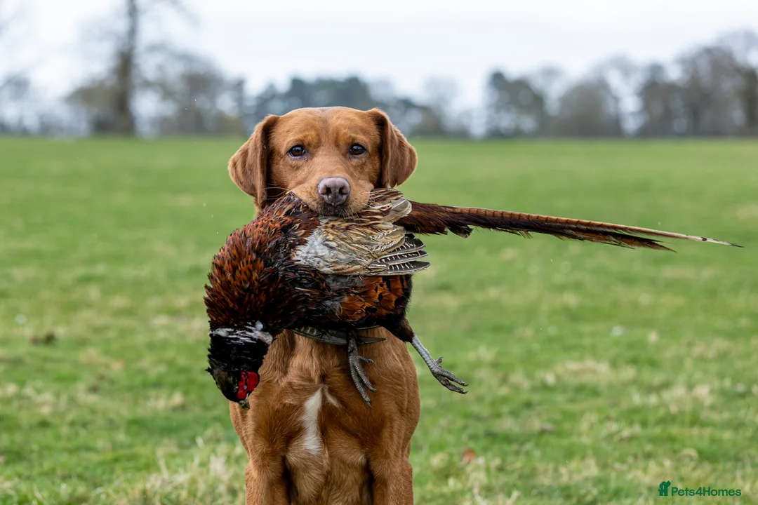 Labrador Retriever dogs for stud: 🔸DARK RED WORKING STUD KC & FULLY HEALTH TESTED🔸 in Hawes - Advert 7