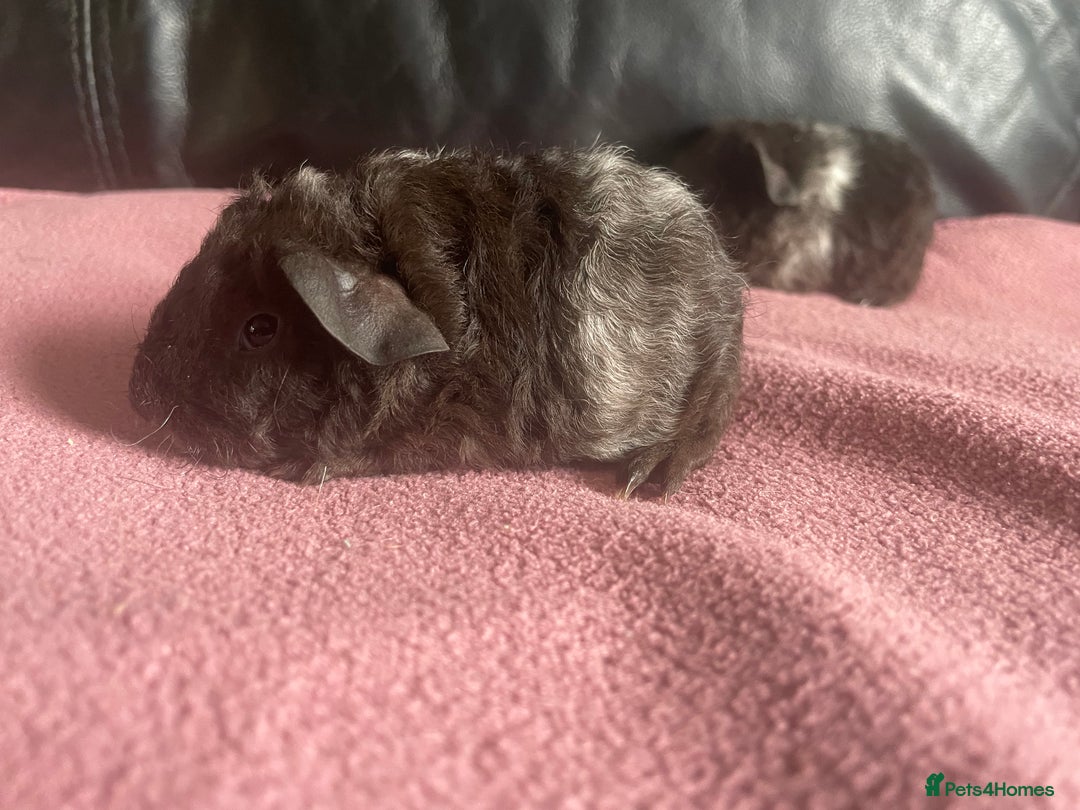 Guinea Pig rodents for sale: Cali breedings skinny pig carriers - Advert 6