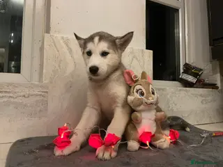 Northern Inuit dogs Northern Innuit puppies for sale - Advert 5