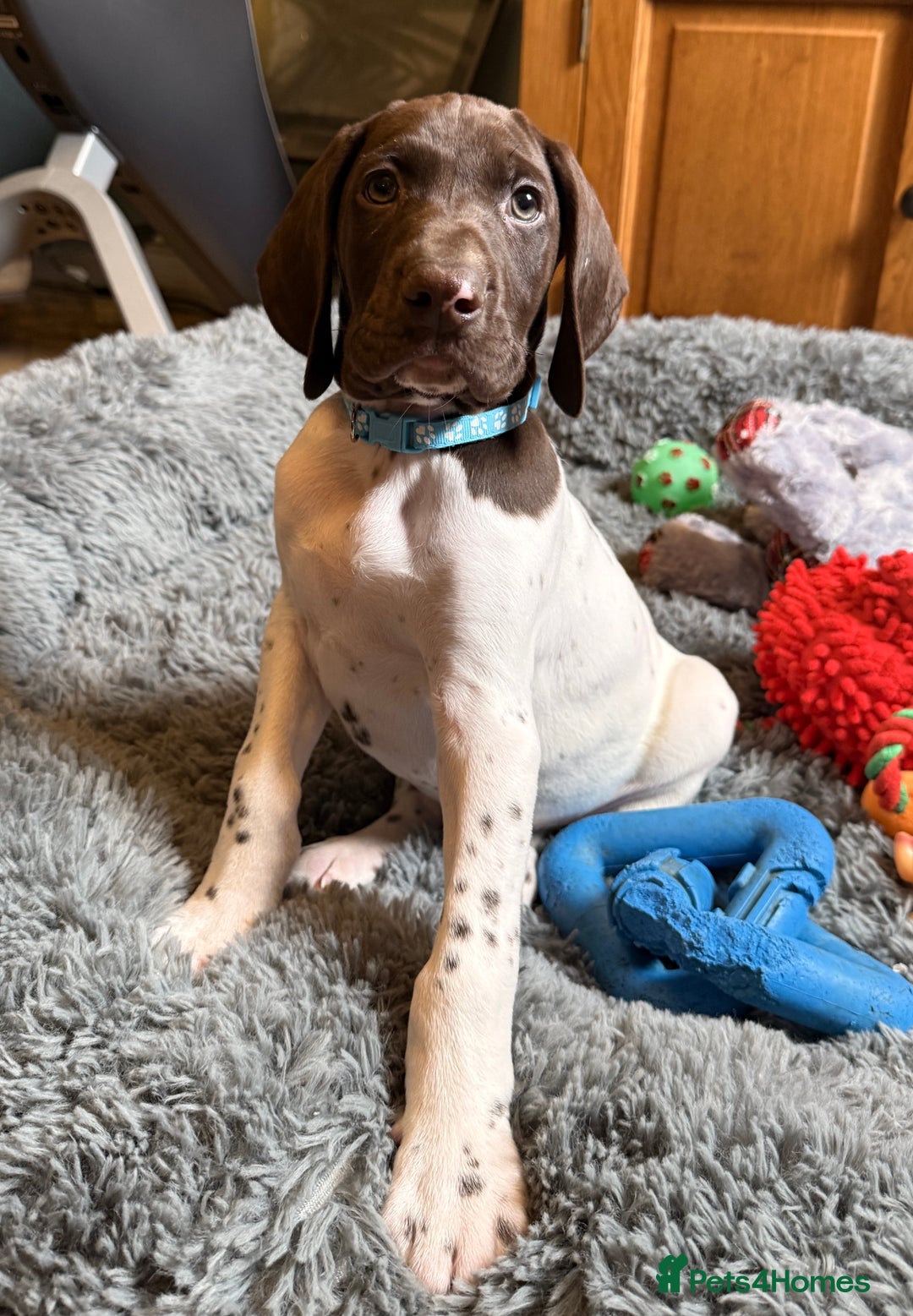 German Shorthaired Pointer dogs for sale: KC GSP Pups Health Tested Parents - Advert 22