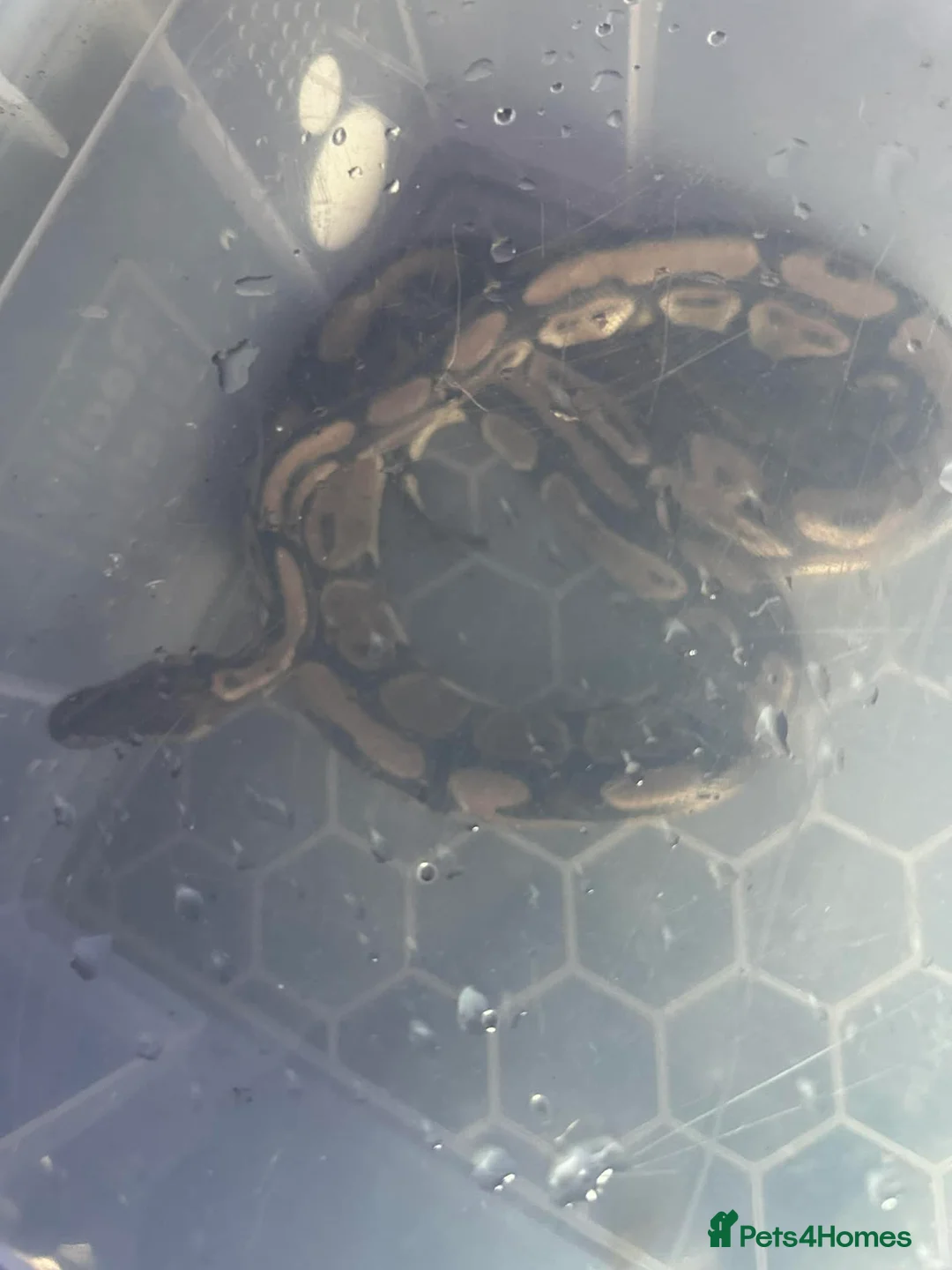 Python Snake reptiles for sale: Scizor - 6 year old royal python  - Advert 2