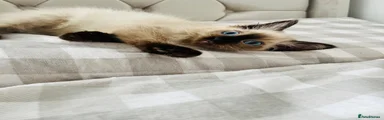 Ragdoll 2