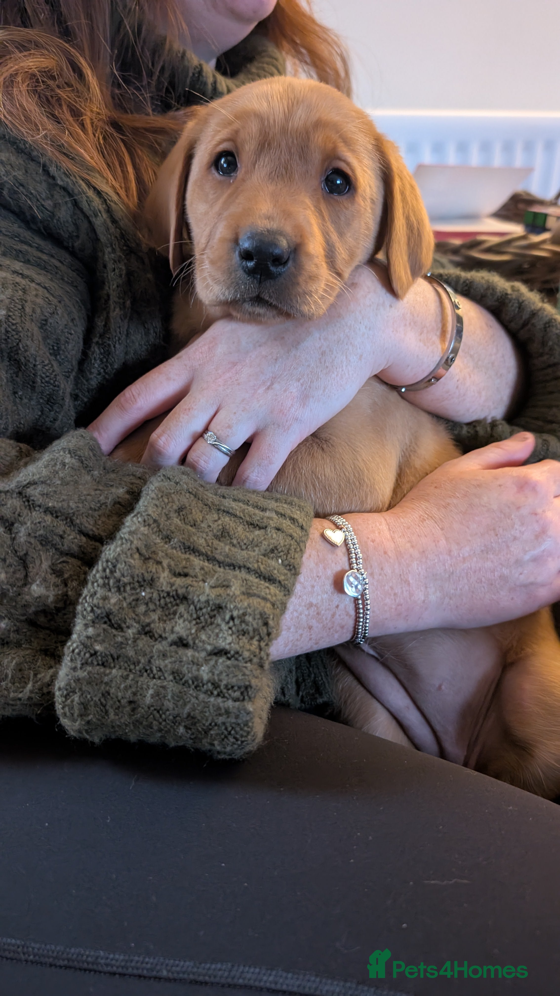 Labrador Retriever dogs Fab KC Fox Red Pups - 4* Higher Standard Breeder - Advert 13