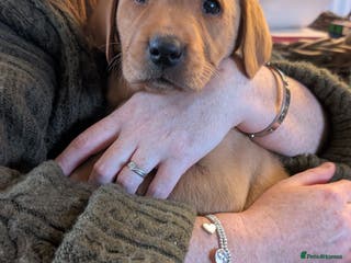 Labrador Retriever dogs Fab KC Fox Red Pups - 4* Higher Standard Breeder - Advert 13