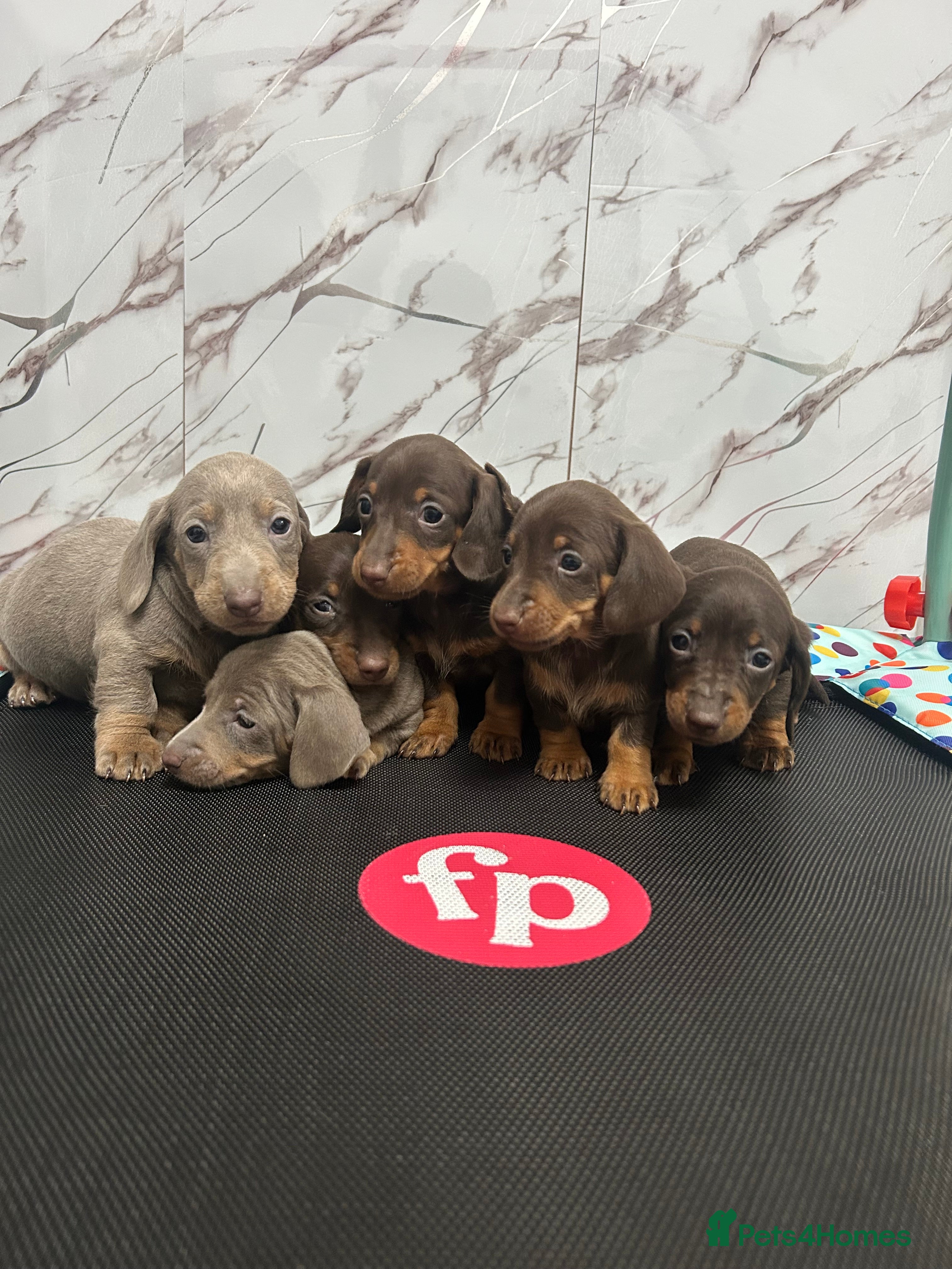 Miniature Dachshund dogs ❤️❤️Miniature Dachshunds❤️❤️ - Advert 4