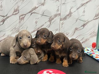 Miniature Dachshund dogs ❤️❤️Miniature Dachshunds❤️❤️ - Advert 6