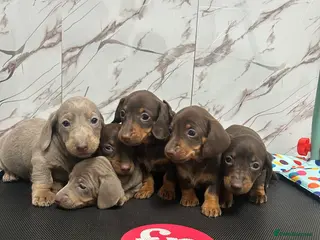 Miniature Dachshund dogs ❤️❤️Miniature Dachshunds❤️❤️ - Advert 10