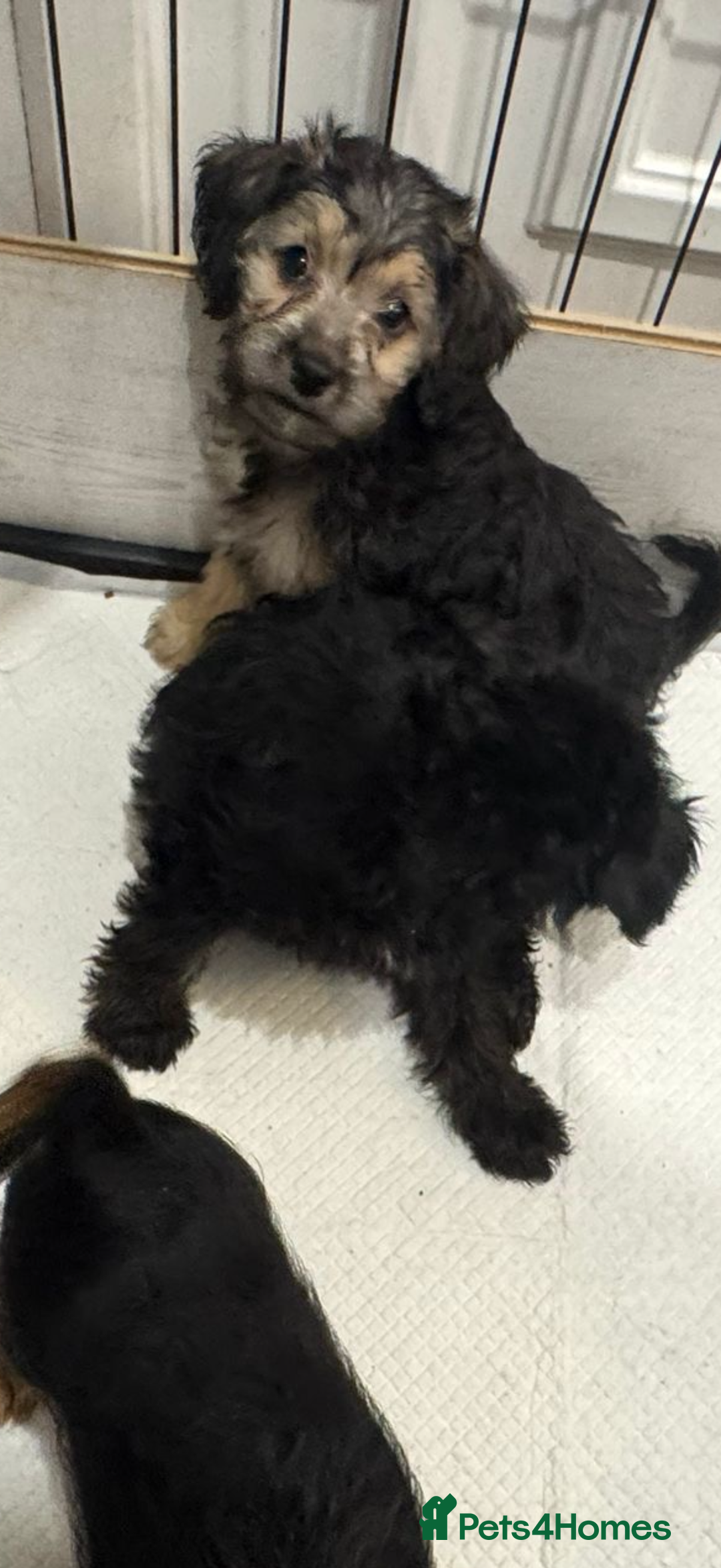 Mixed Breed dogs for sale: Shihtzu cross cocapoo (shihpoo) puppies  - Advert 22