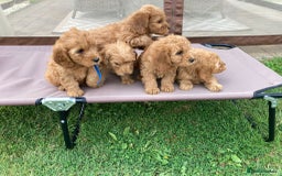 Cockapoo dogs for sale: ⭐️⭐️⭐️⭐️⭐️ F1 apricot Toy Cockapoo Puppies  - Image 13