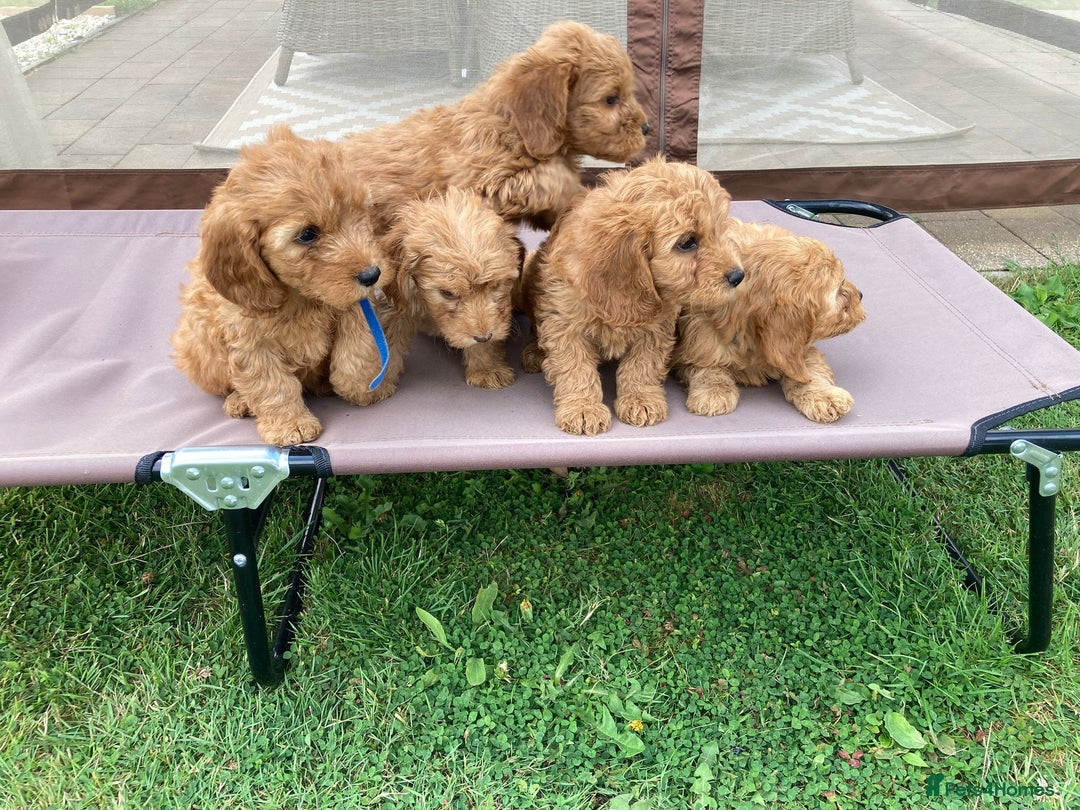 Cockapoo dogs for sale: ⭐️⭐️⭐️⭐️⭐️ F1 apricot Toy Cockapoo Puppies  - Image 13