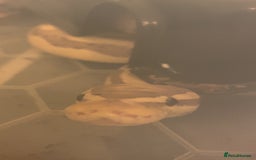 Snake reptiles for sale: Male Coralglow 100% Pied - Image 2