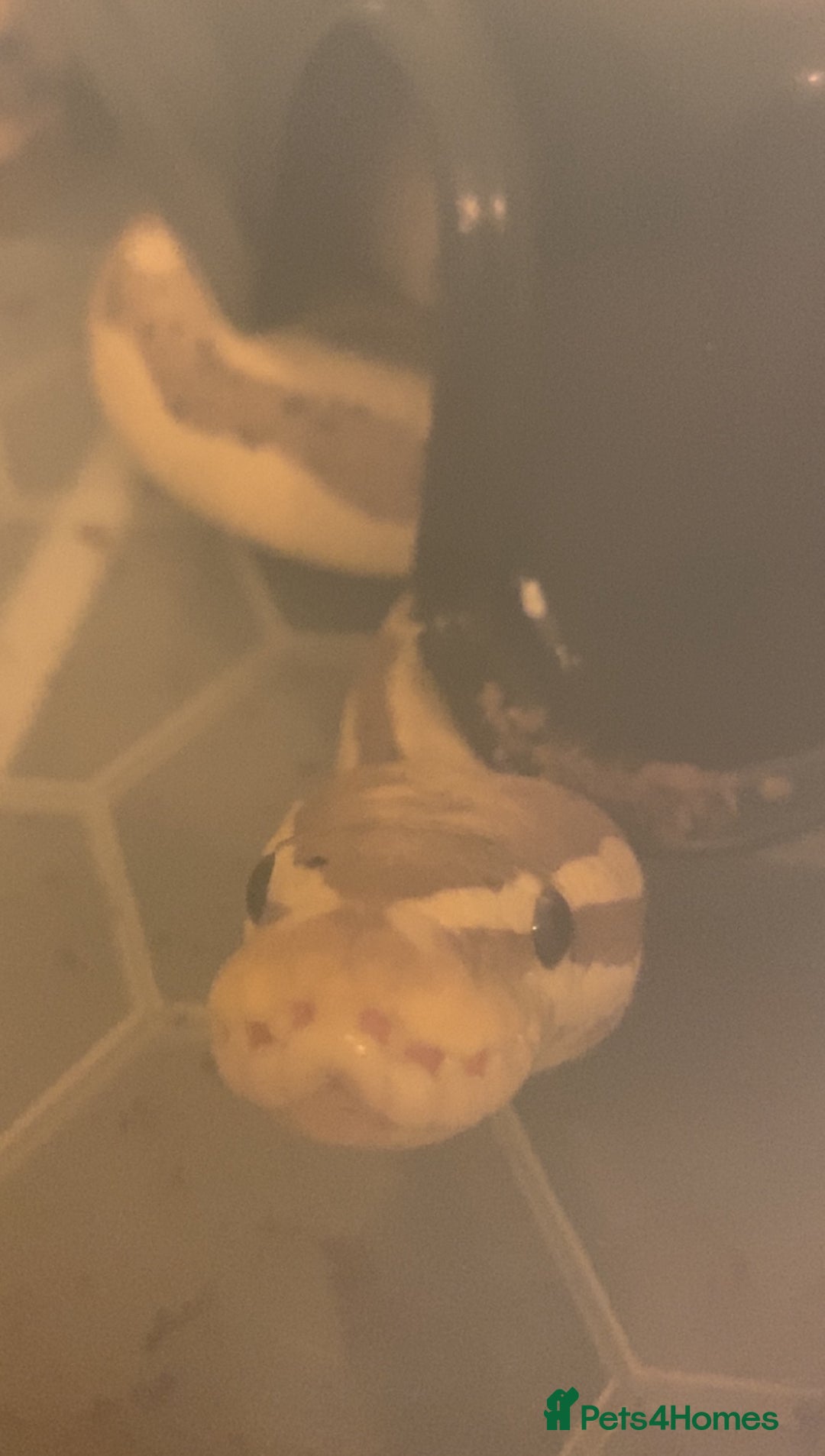 Snake reptiles for sale: Male Coralglow 100% Pied - Image 2