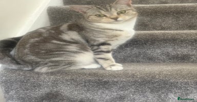 Scottish Fold cats - Advert 4