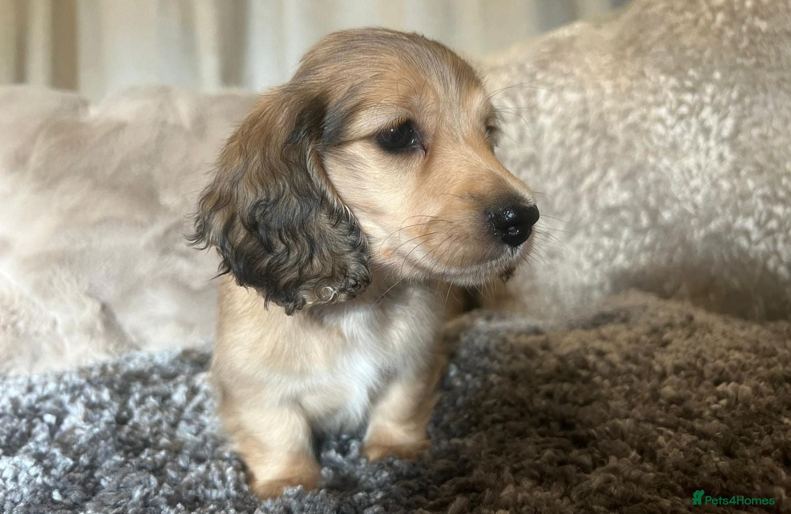 Miniature Dachshund dogs long haired miniature dachshunds  - Advert 17