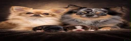Chihuahua dogs for sale: Tiny Long Haired Chihuahua puppies  - Advert 15