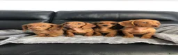Dachshund dogs for sale: Dachshund Puppies - Advert 2