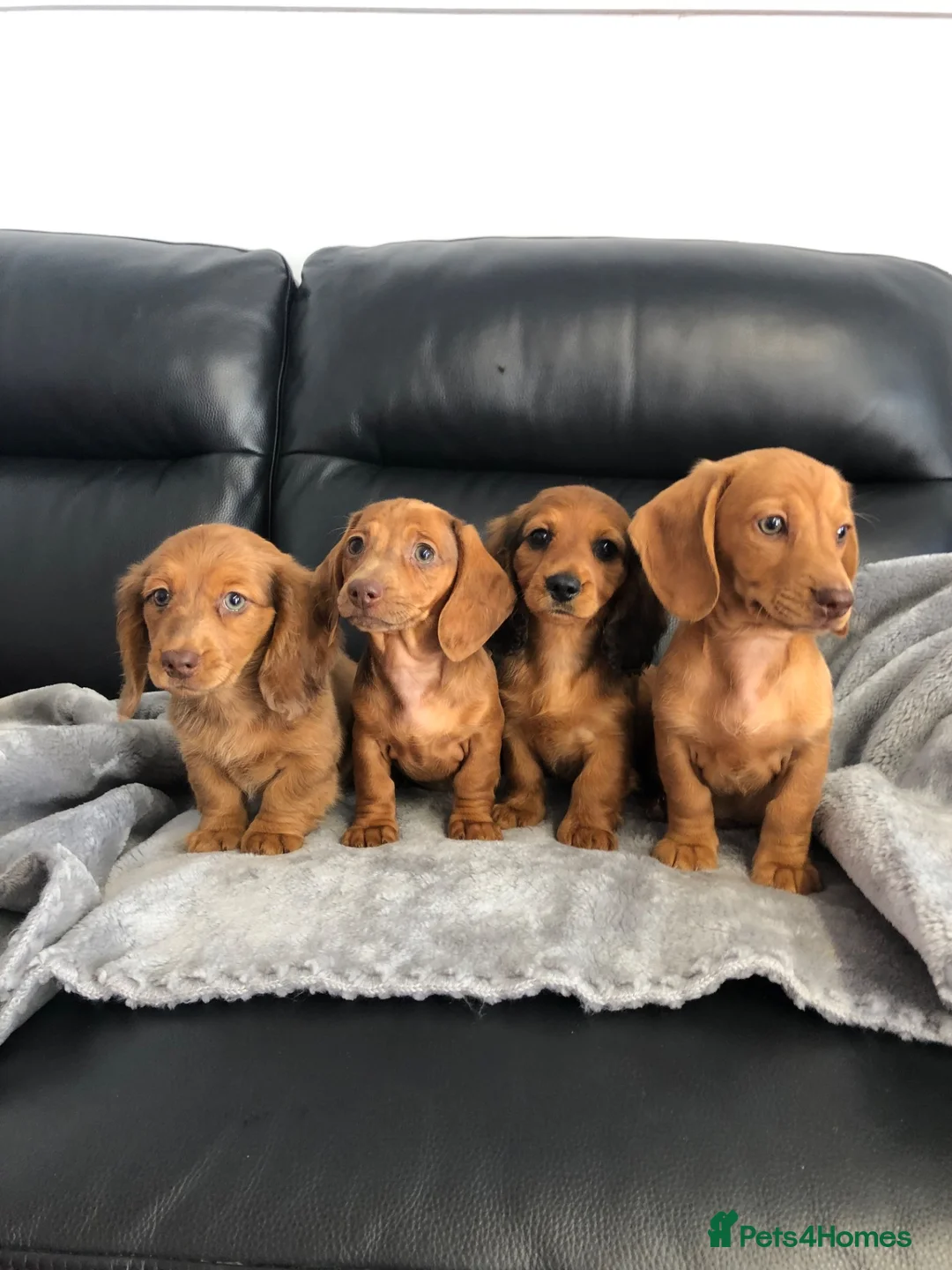 Dachshund dogs for sale: Dachshund Puppies - Advert 2