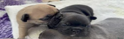 French Bulldog dogs for sale: French bull dog puppies  - Advert 5