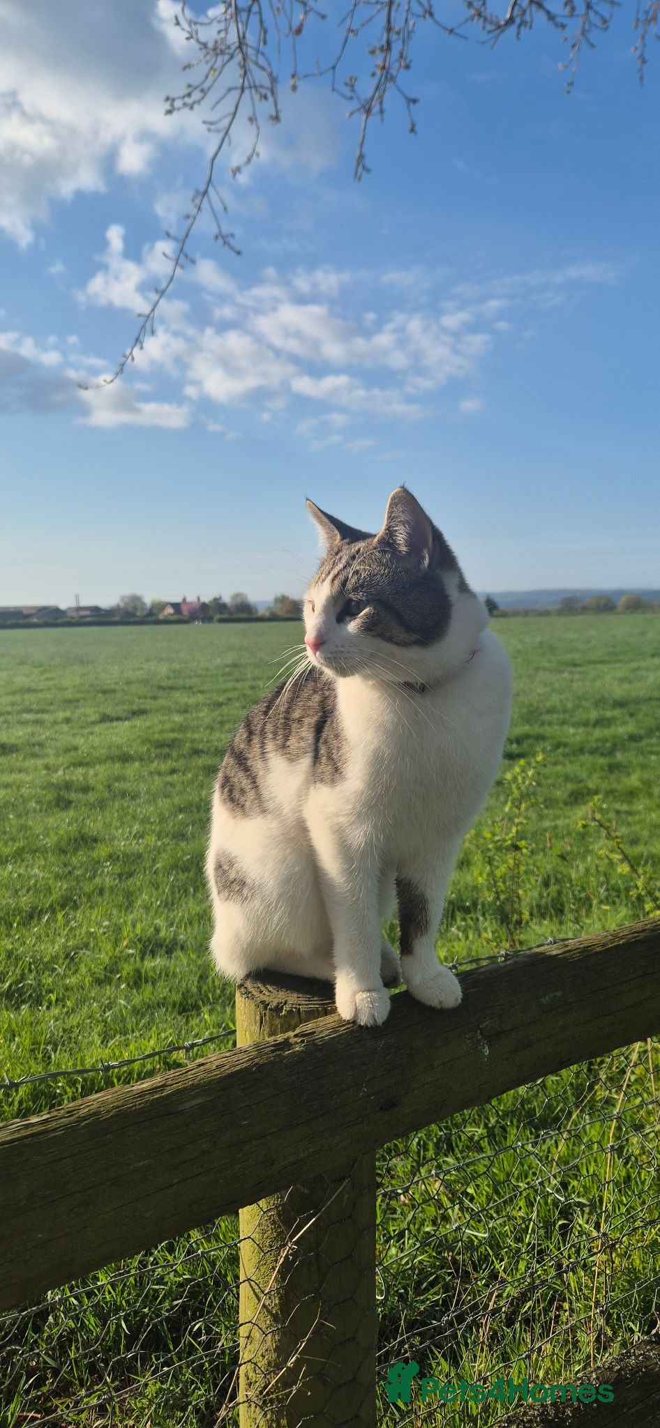 Mixed Breed cats Young male cat - Advert 2