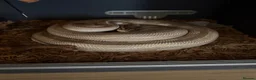 Python Snake reptiles for sale: Beautiful Female Royal Python (Ball Python)  in Southampton - Advert 2