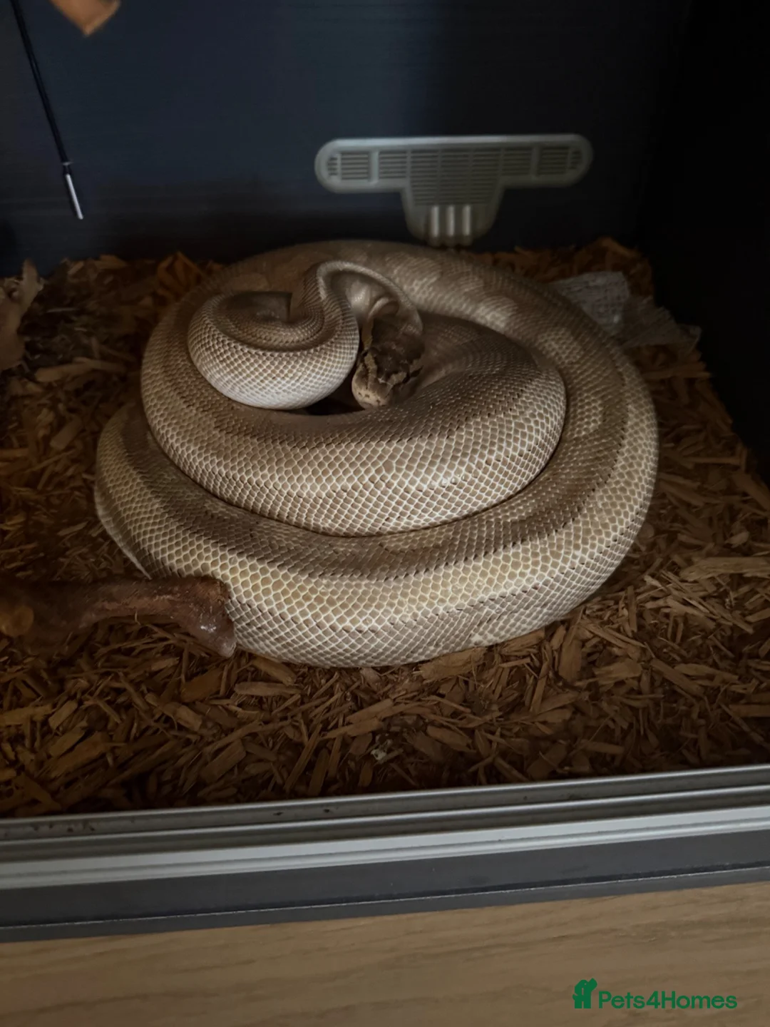 Python Snake reptiles for sale: Beautiful Female Royal Python (Ball Python)  in Southampton - Advert 2