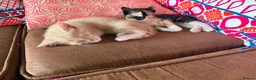 Domestic Shorthair cats for sale: Beautiful kittens raised in a family home - Advert 11