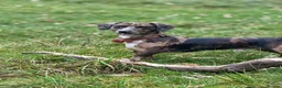 Mixed Breed dogs for sale: Friendly Dachshund x Staffy Needs New Home - Advert 3
