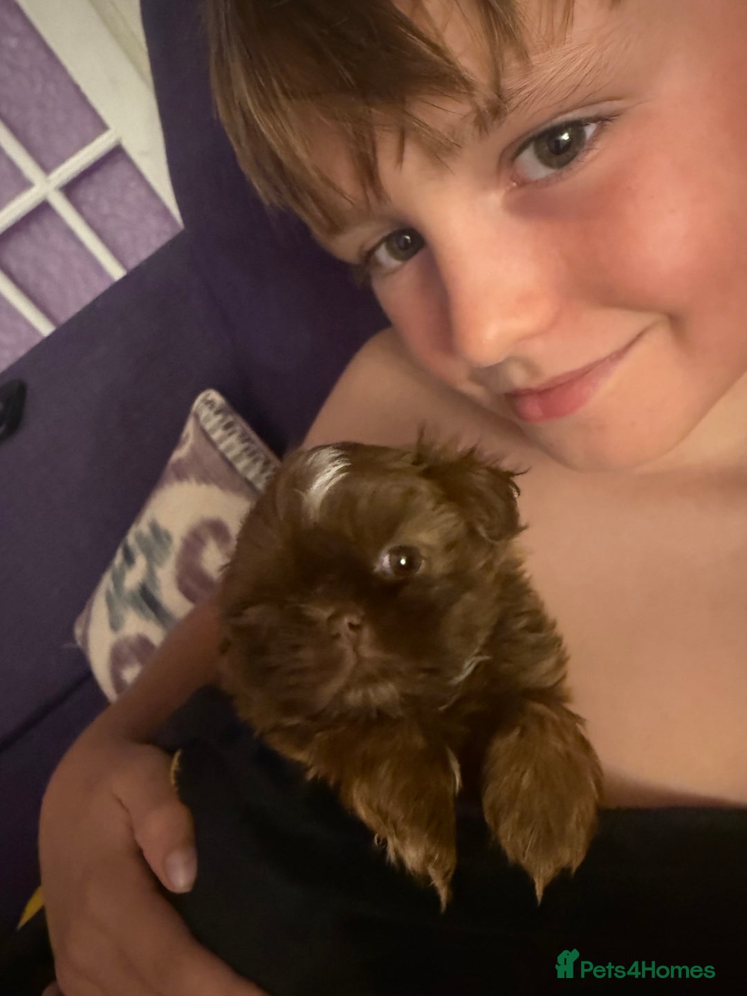 Shih Tzu dogs for sale: Adorable Shih Tzu puppies - Image 5
