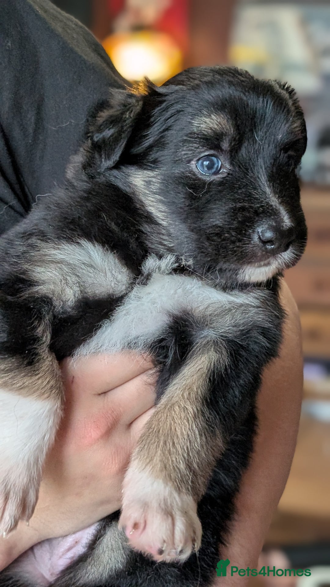 Mixed Breed dogs for sale: Shollie Pups Mid Feb! (German ShepxBorder Collie) - Advert 13