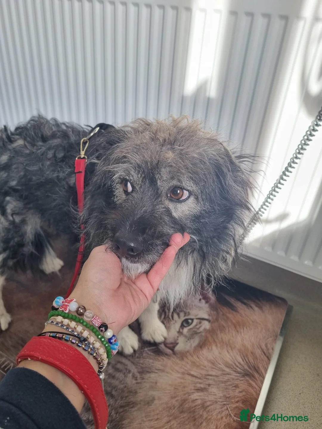 Mixed Breed dogs for sale: STORMY – s Superb young boy for a Loving Home - Advert 18