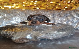 Miniature Dachshund dogs for sale: 7 MINIATURE DUSCHUND PUPPIES 🐶  - Image 13
