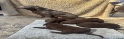 Labrador Retriever dogs for sale: Beautiful Chocolate Labrador Puppies - Advert 2