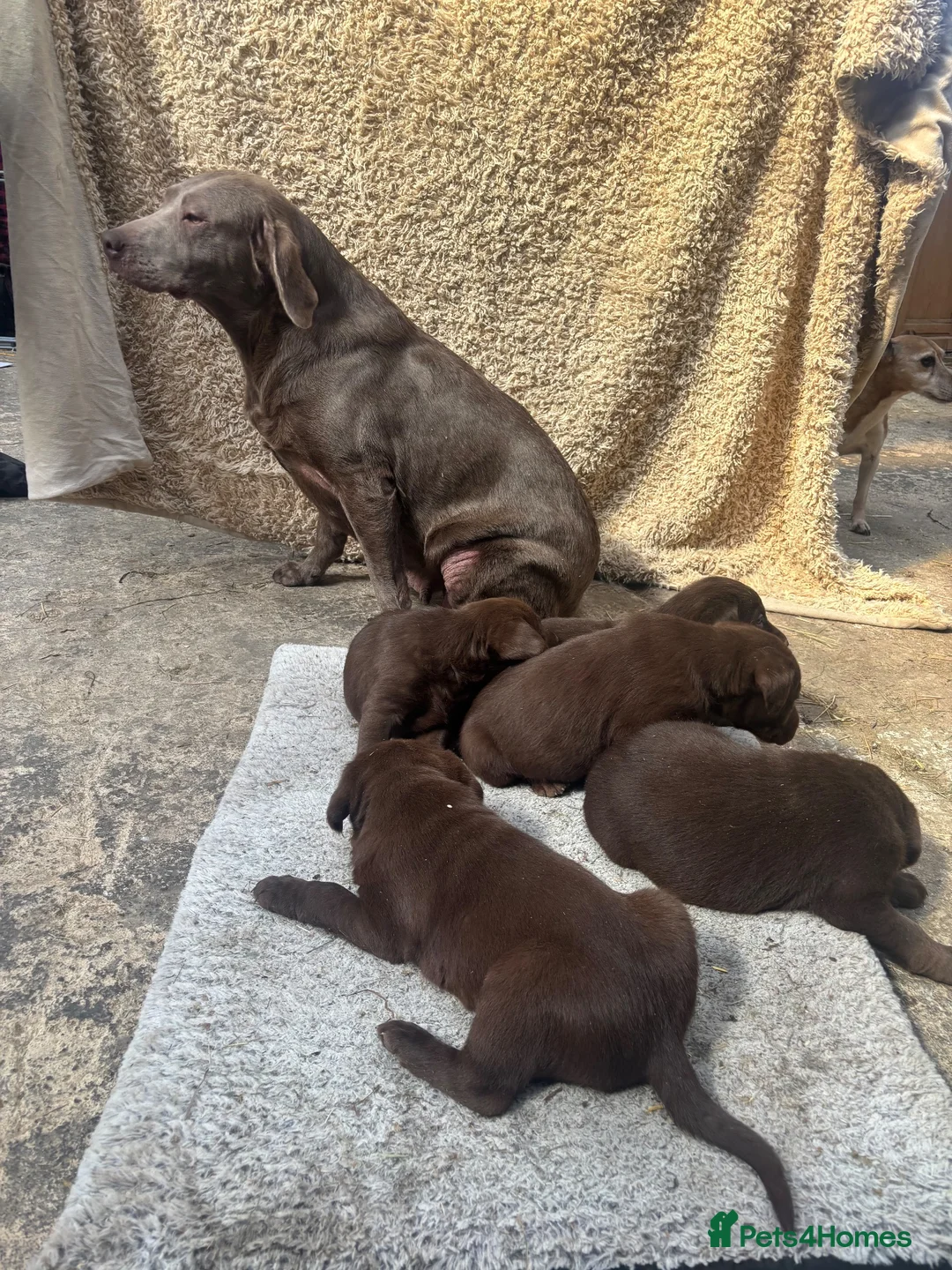 Labrador Retriever dogs for sale: Beautiful Chocolate Labrador Puppies - Advert 2