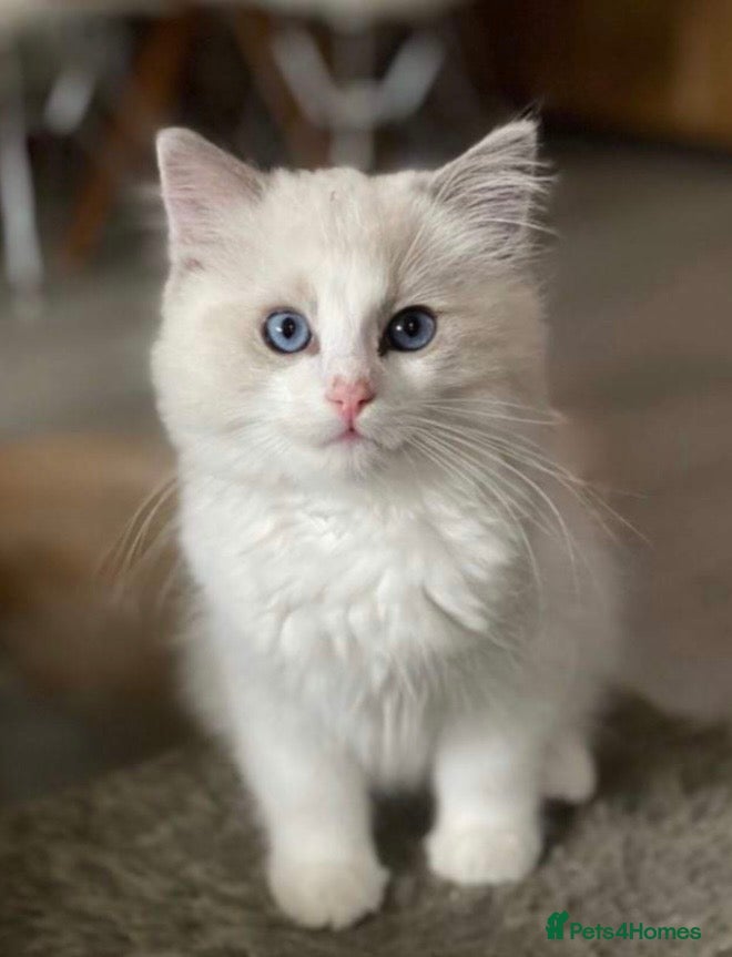 Ragdoll cats Pedigree boy and girl - Advert 11