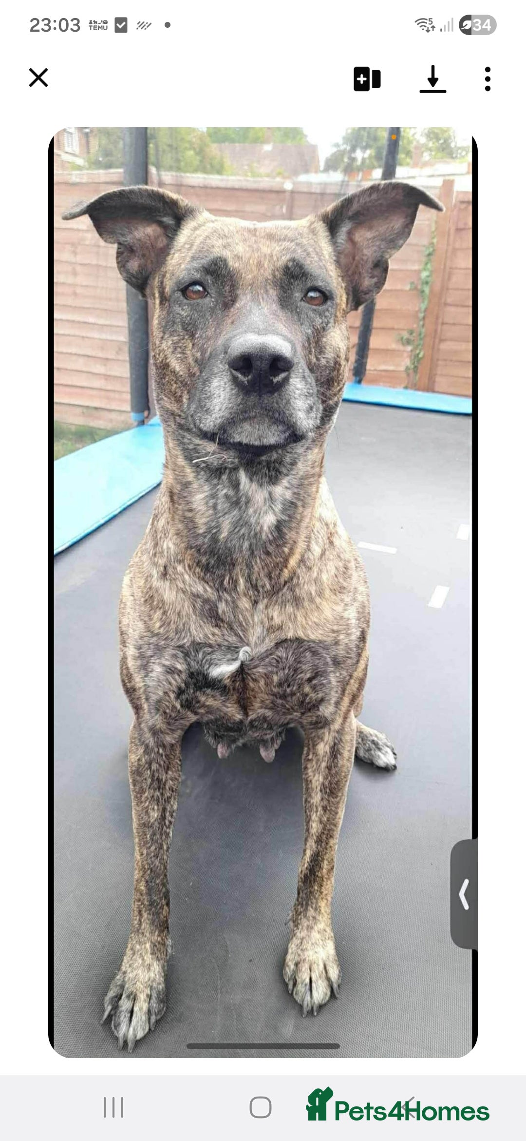 Mixed Breed dogs for sale: Mixed breed - Advert 2