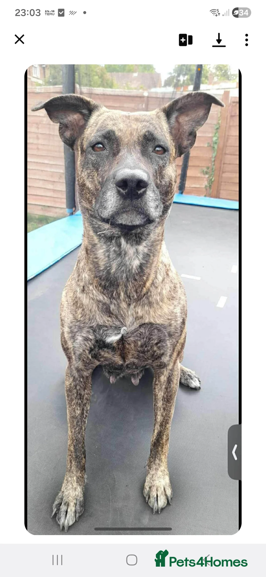 Mixed Breed dogs for sale: Mixed breed - Advert 2