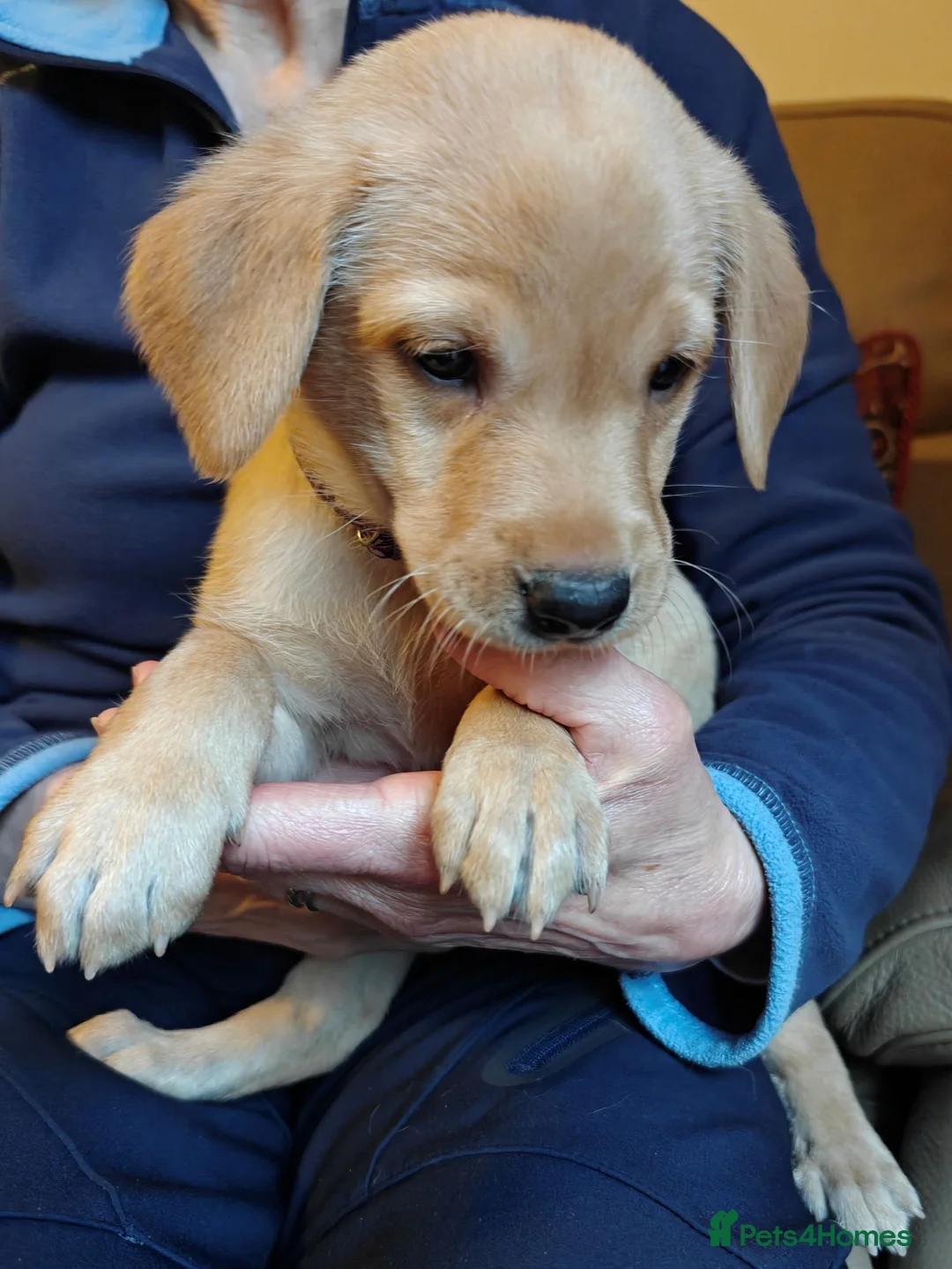 Labrador Retriever dogs for sale: KC Reg 5 star licence only 3 puppies available  - Advert 9