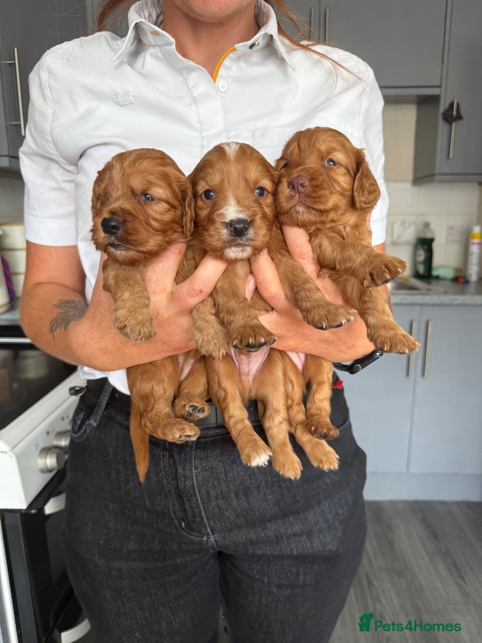 Cockapoo dogs Fb1 Cockapoo puppies - Advert 8