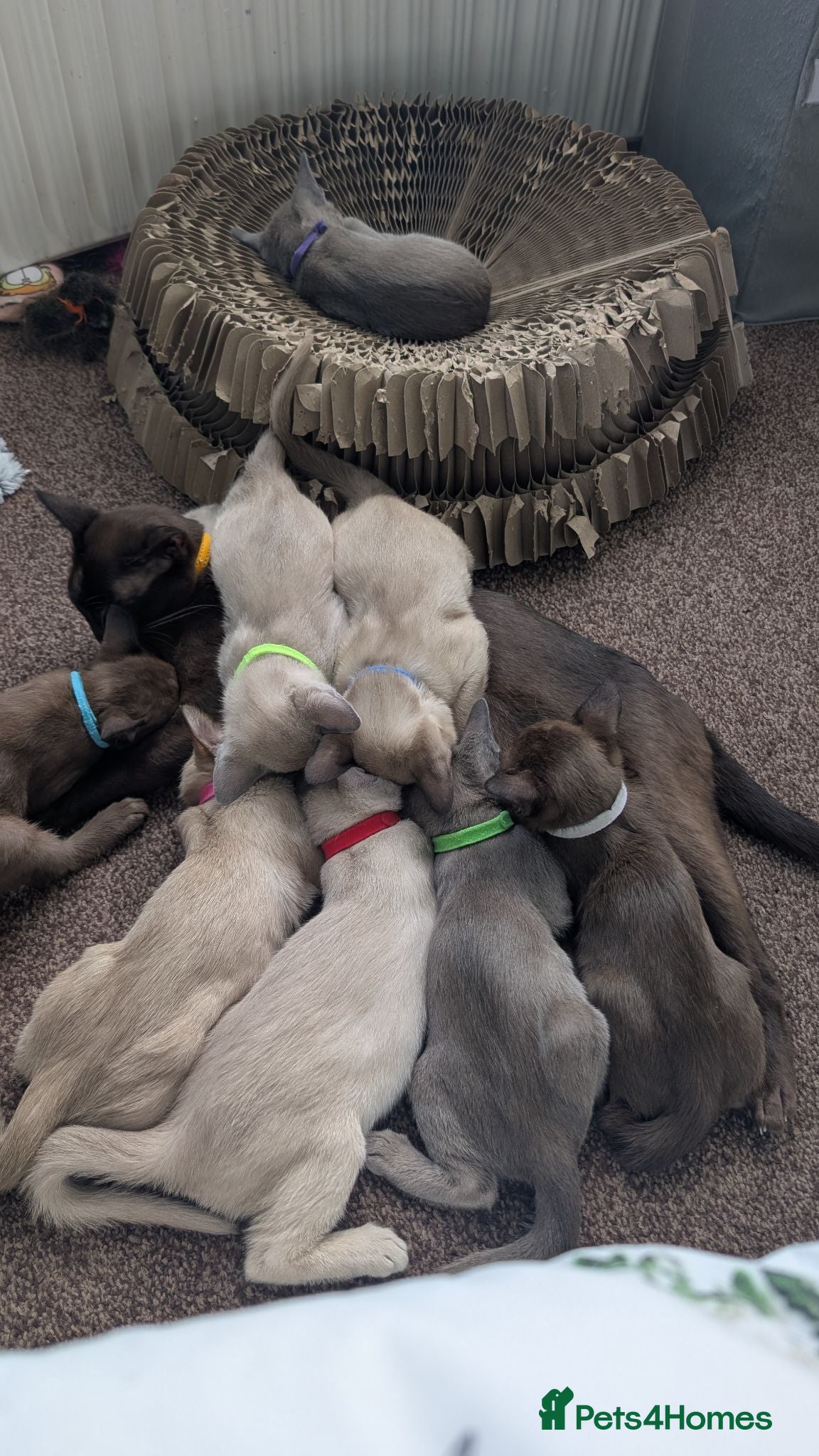 Burmese cats 3 Beautiful Burmese babies left 2 blue and 1 lilac - Advert 1